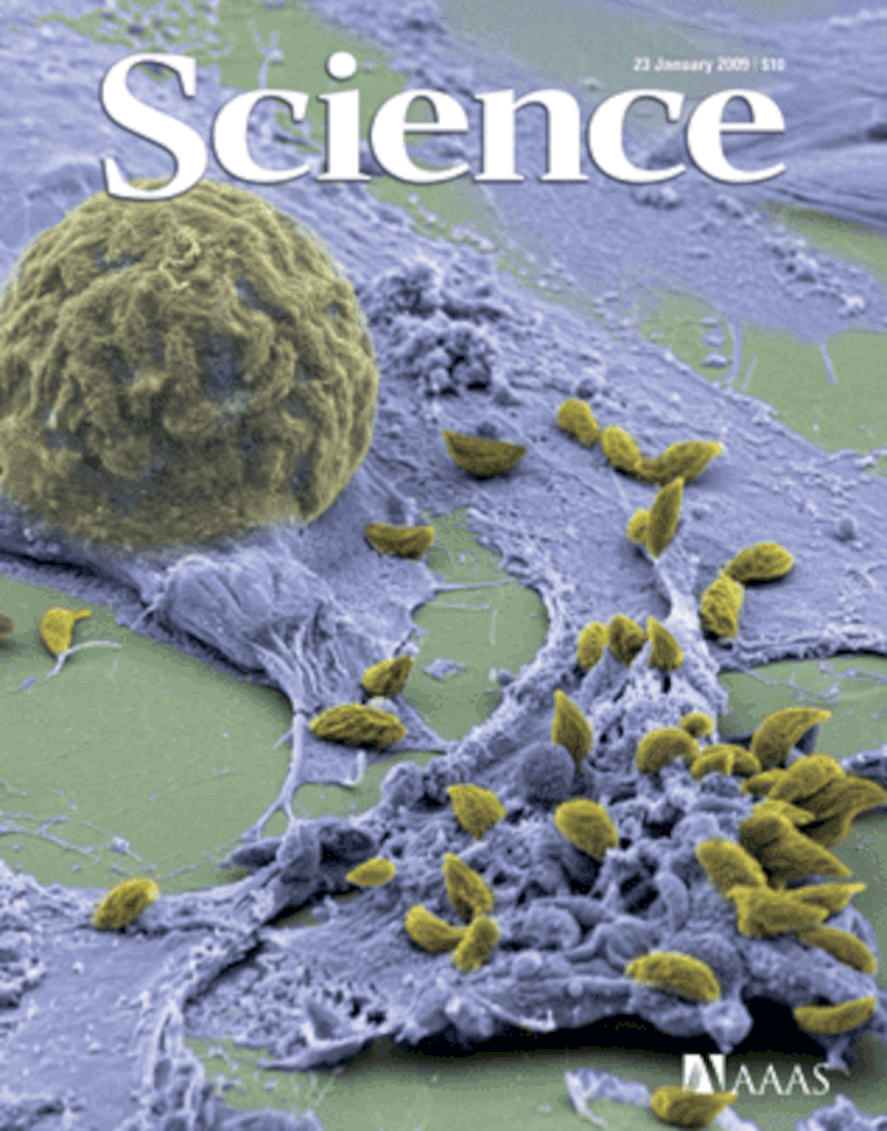 Science Magazine 0109 cover